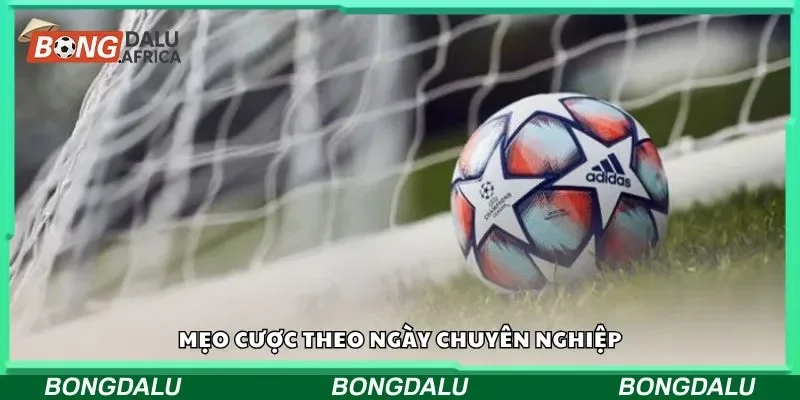 Mẹo cược theo ngày chuyên nghiệp